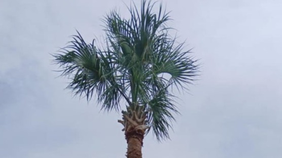 Expert palm tree pruning for a residential property in Southeast Texas by Texas Green Worx.